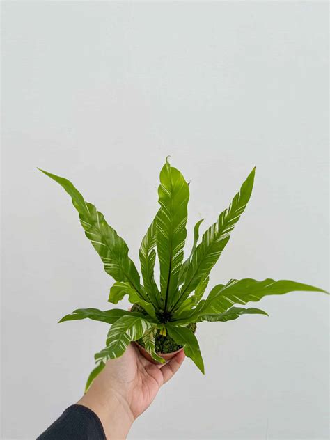 火焰鳥巢蕨|Asplenium nidus variegated 花葉鳥巢蕨